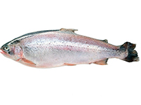 Сезон форели!