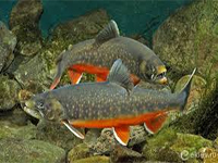 Запуск спарктика и форели 6 и 7 декабря Запуск спарктика и форели 6 и 7 декабря