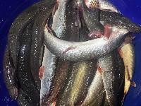 Щука приехала!