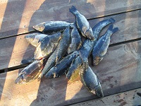 Зарыбление карпом 9 июля