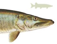 Щука - ценный трофей! Щука - ценный трофей!