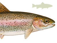 Форель – королева водоемов Форель – королева водоемов