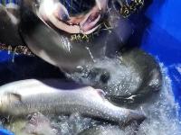 Запуск спарктика! 22-23 ноября Запуск спарктика! 22-23 ноября