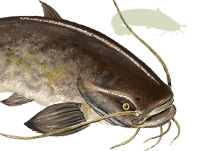 Поймать сома очень приятно Поймать сома очень приятно