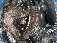 750 кг форели на выходные!