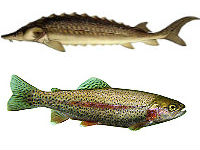 Запуски от 17 марта