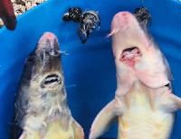 Запуск осетра 18 июля