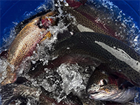 Запуск 900кг (8 и 9 ноября) Запуск 900кг (8 и 9 ноября)