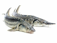 700 кг осетра на выходные 5 сентября!