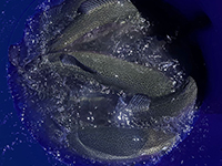 Запуск 1200кг (1.11-4.11)