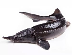 Запуск осетра 22 августа