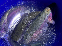 Запуск 900кг (25 и 26 октября)