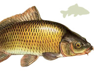 Искусство ловли карпа Искусство ловли карпа