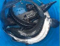 Запуск осетра 15.08