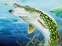 Сегодня, 15 октября,  зарыбление хищником!