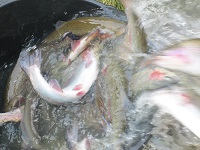 Зарыбление форелью 6 Ноября!