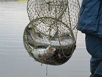 Зарыбление форелью 23 Ноября!