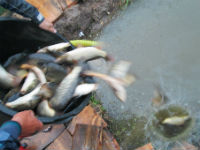 Готовьте снасти! - Мы зарыбляем!