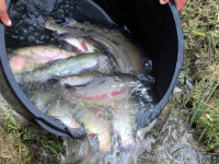 Зарыбление форелью в среду!