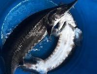 Запуск белуги и осетра 1.08