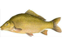 Зарыбление - 1,5 тонны карпа!