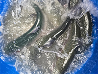 Запуск 750 кг (4 и 5 октября)