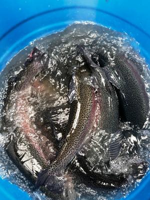 750 кг форели на выходные!