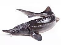 Запуск осетра 22 августа