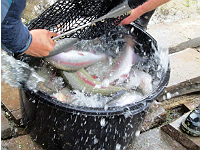 Зарыбление форелью в эту субботу!