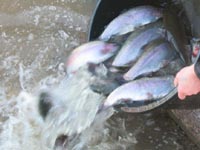 Зарыбление форелью в  субботу!