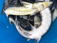 Запуск осетра 25 июля