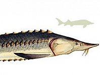 Его величество Осётр! Его величество Осётр!